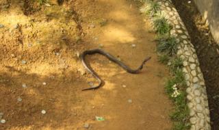 四川毒蛇有哪些图片